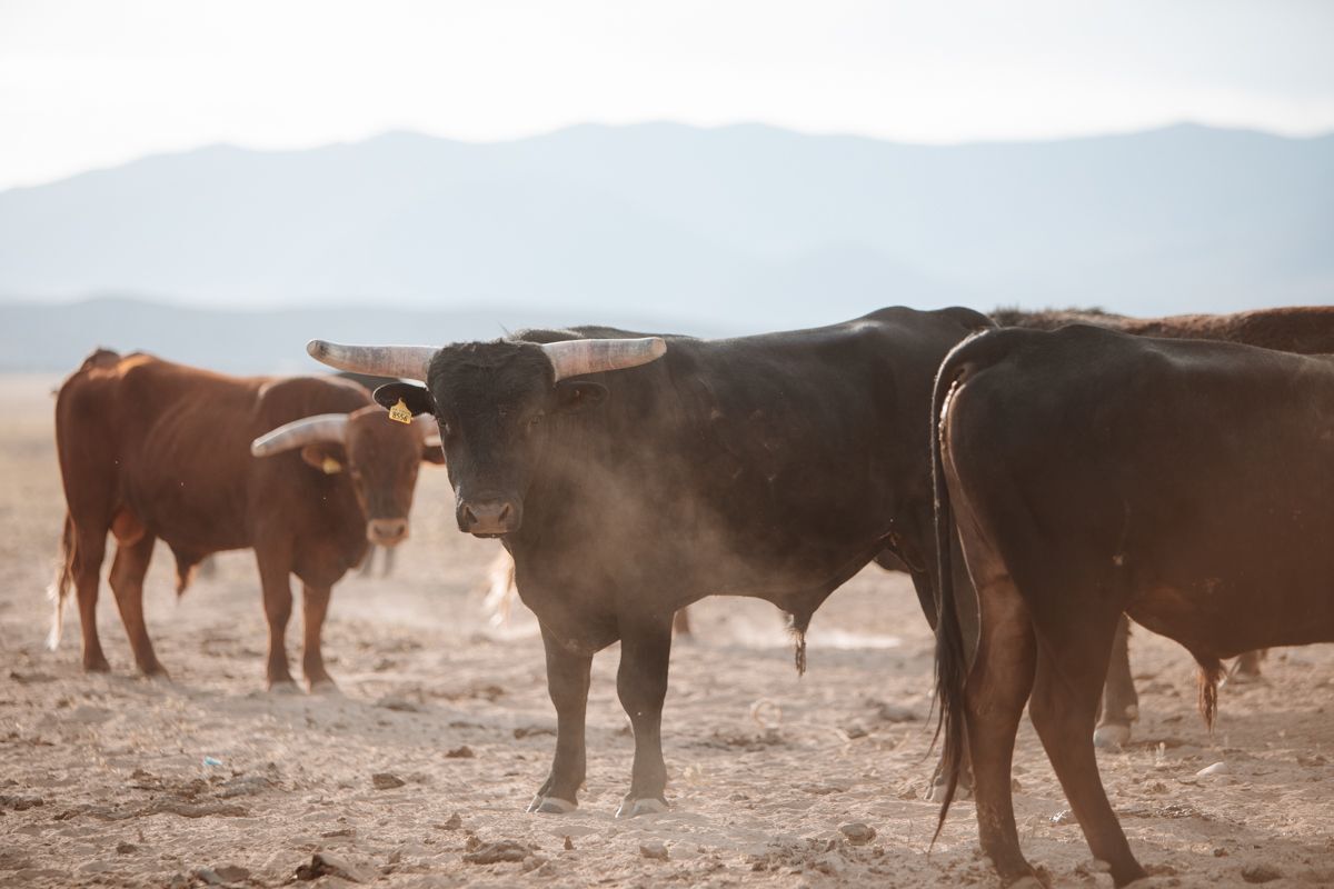 Roping Steers